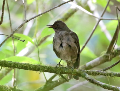 Mountain Thrush - Turdus plebejus