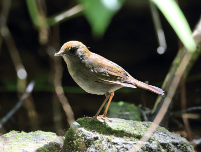 Ruddy-capped Nightingale-Thrush - Catharus frantzii