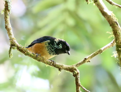 Spangle-cheeked Tanager - Tangara dowii 