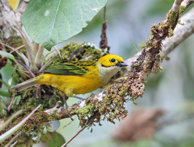 Talamanca Reserve, Costa Rica