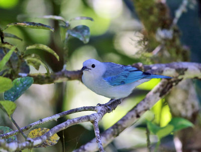 Blue-gray Tanager - Thraupis episcopus