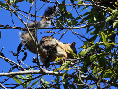 Variegated Squirrel - Sciurus variegatoides