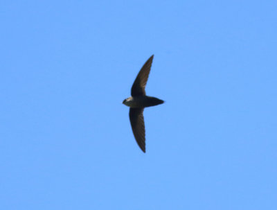 Costa Rican Swift - Chaetura fumosa