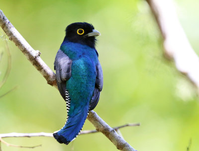 Gartered Trogon - Trogon caligatus