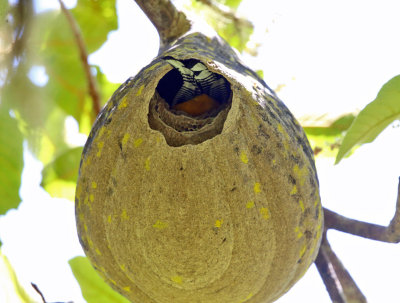 Gartered Trogon - Trogon caligatus (in nest)