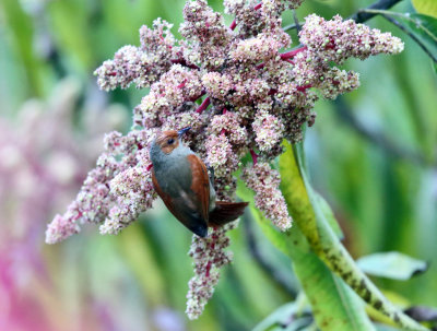 Red-faced Spinetail - Cranioleuca erythrops