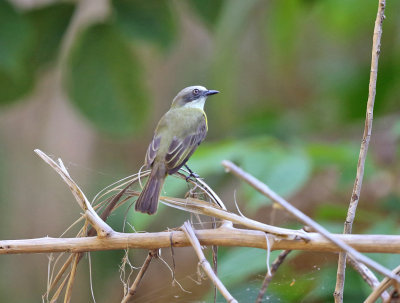 Gray-capped Flycatcher - Myiozetetes granadensis