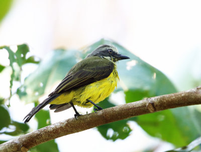 Gray-capped Flycatcher - Myiozetetes granadensis