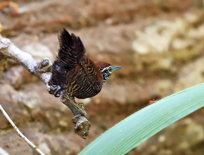 Riverside Wren - Cantorchilus semibadius