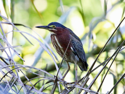 Green Heron - Butorides virescens