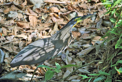 Bare-throated Tiger-Heron - Tigrisoma mexicanum