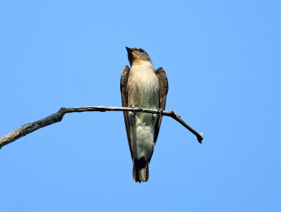 Southern Rough-winged Swallow - Stelgidopteryx ruficollis