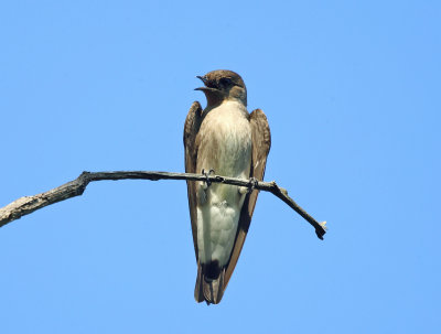 Southern Rough-winged Swallow - Stelgidopteryx ruficollis