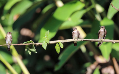 Southern Rough-winged Swallow - Stelgidopteryx ruficollis