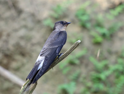 Southern Rough-winged Swallow - Stelgidopteryx ruficollis