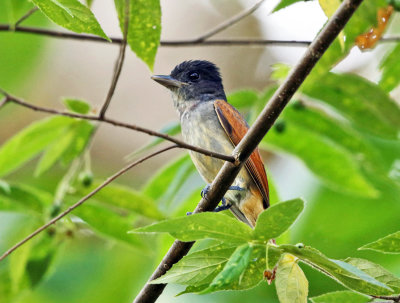 Rose-throated Becard - Pachyramphus aglaiae