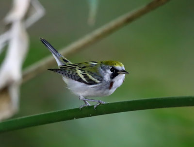 Chestnut-sided Warbler - Setophaga pensylvanica