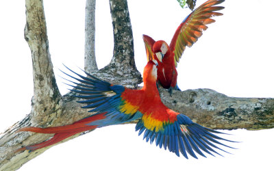 Scarlet Macaw - Ara macao