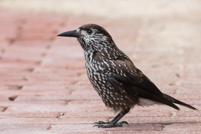 Spotted Nutcracker (Nucifraga caryocatactes macrorhynchos)