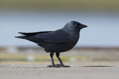 Kauw / Western Jackdaw