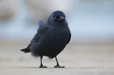 Kauw / Western Jackdaw