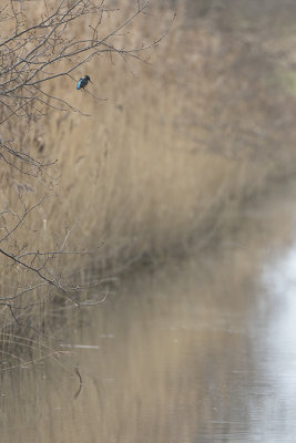 IJsvogel / Kingfisher