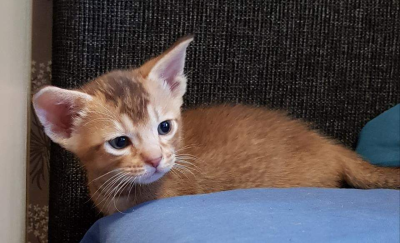 Samburu 4 weeks old, already a strong male look