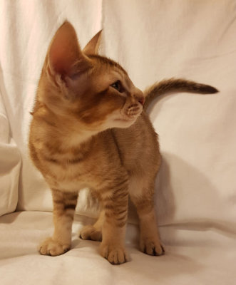 10 weeks