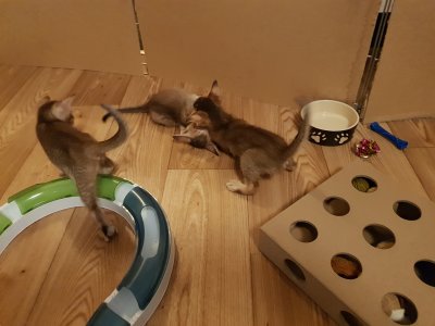 Some mixed play pics, 6 weeks old