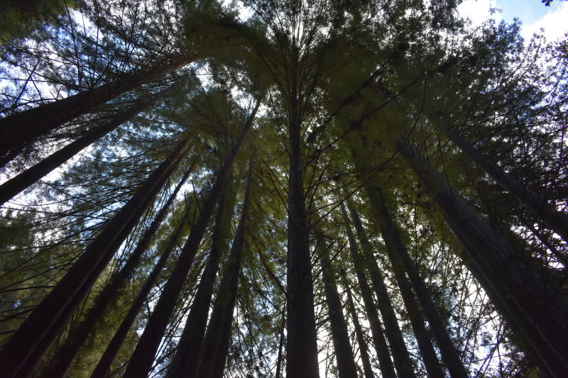 Henry Cowell Redwoods