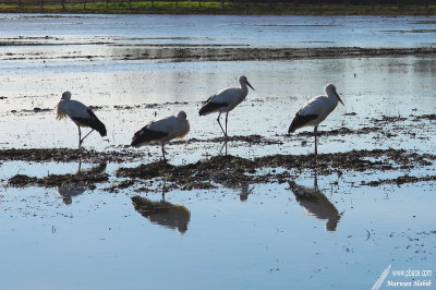 Stork / Cigognes