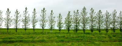 Row of trees, Iceland 241