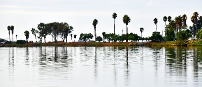 Palm trees along Napa River and Napa Valley Marina, Napa California 115 