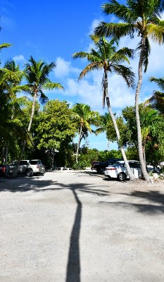 Palm Trees at Robbie's on Lower Matecumbe Key, Florida Keys, Florida 031 .jpg