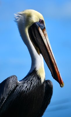 Pelican at Robbie's, Florida Keys, Florida 089 