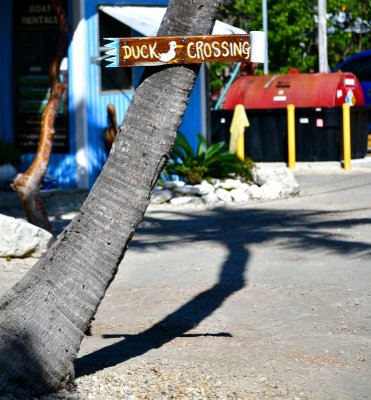 Duck Crossing at Robbie's, Florida Keys, Florida 145 