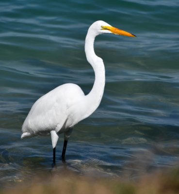 White Bird at Islamorada Boat Ramp, Islamorada, Floriday Keys, Florida 265 