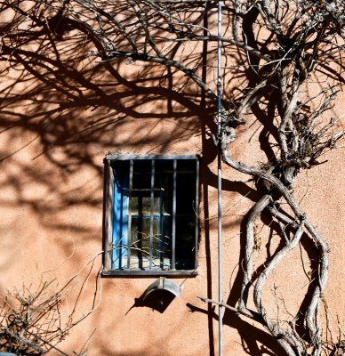Vines and window, Albuquerque Old Town, New Mexico 278 