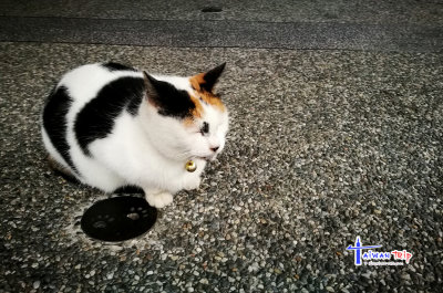 Huotong (Cat Village)