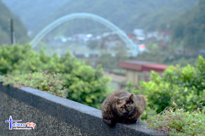 Huotong (Cat Village)