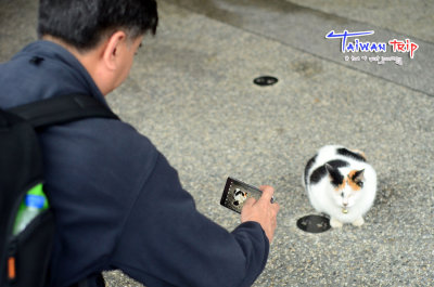 Huotong (Cat Village)