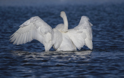 Swan stretching