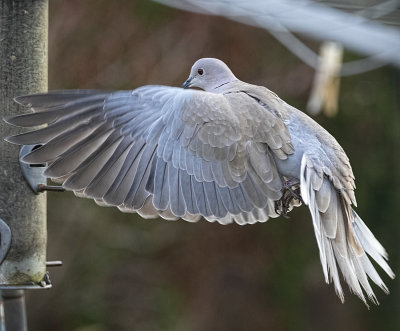 Collared Dove at the feeder