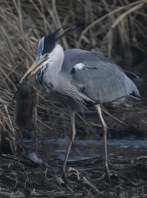 Grey Heron with Water Vole