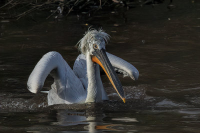 Pelican