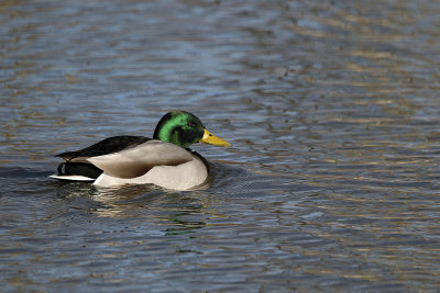 Drake Mallard Duck