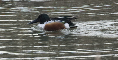 Drake Shoveler Duck