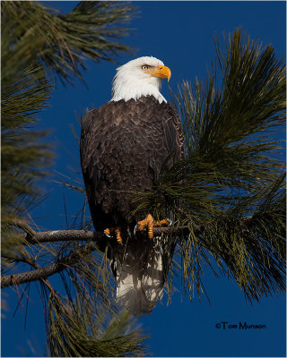  Bald Eagle