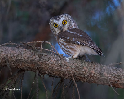  Northern Saw-whet Owl 