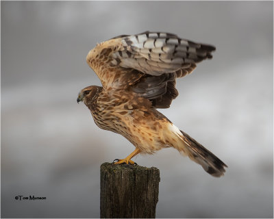  Northern Harrier 